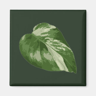 Monstera Albo Blatt — seltene Panaschierung  Magnet