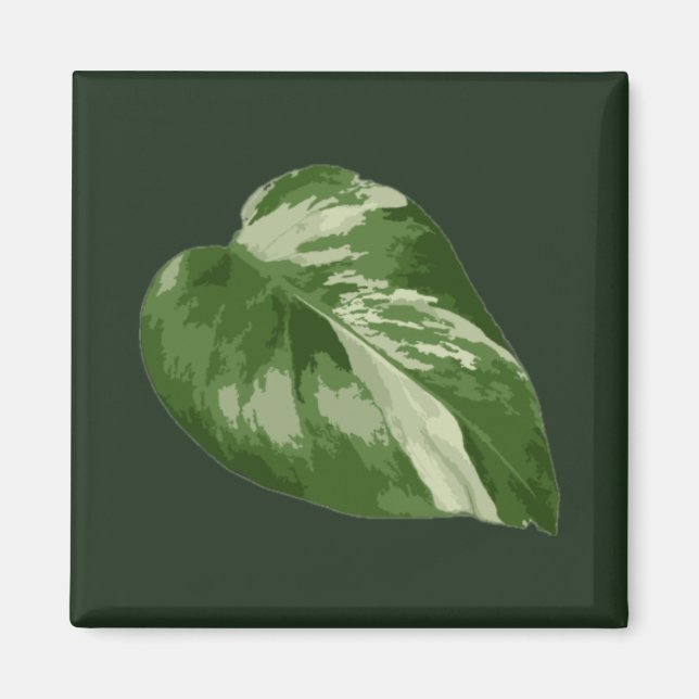 Monstera Albo Blatt — seltene Panaschierung  Magnet (Vorne)