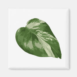 Monstera Albo Blattmagnet — Seltene Variation  Magnet