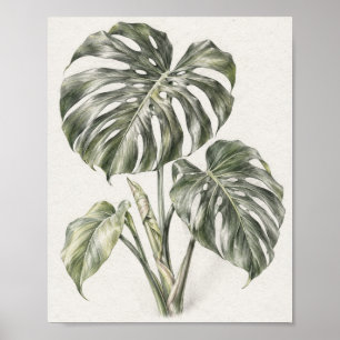Monstera-Blatt Graphit-Studie 30 Poster