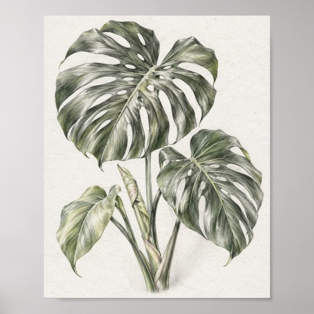 Monstera-Blatt Graphit-Studie 30 Poster (Vorne)