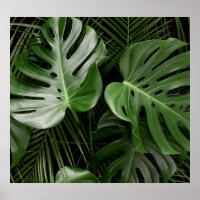 Monstera Blätter, luxuriöse tropische Anordnung.