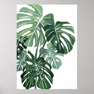 Monstera Blätter schließen Poster