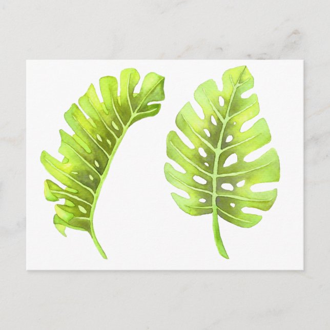 Monstera Blätter Wasserfarbene Postkarte (Vorderseite)