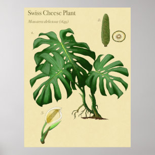 Monstera Schweizer Käse Botanisches Poster