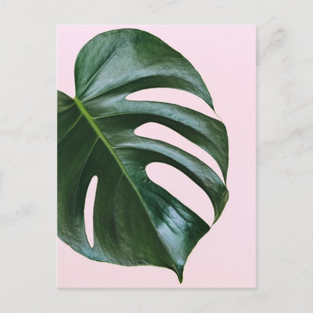 Monstera Tropical Leaf Postkarte (Vorderseite)