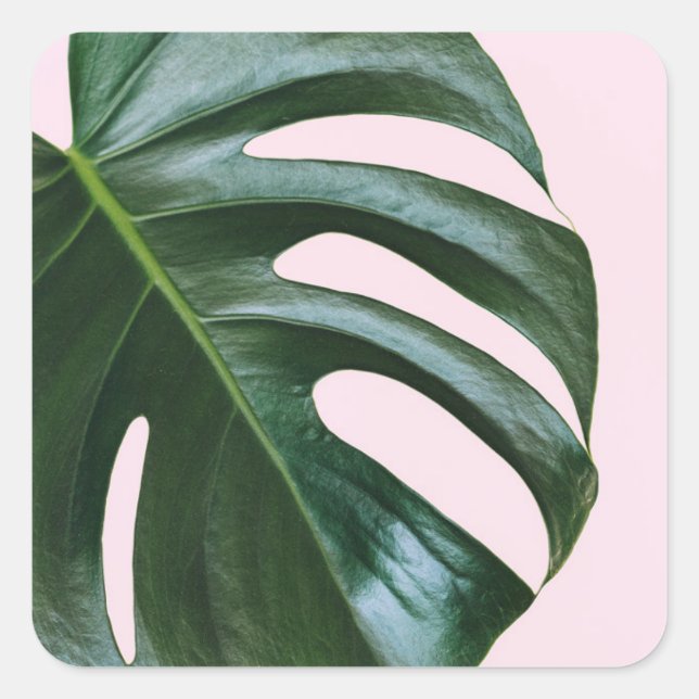 Monstera Tropical Leaf Quadratischer Aufkleber (Vorderseite)