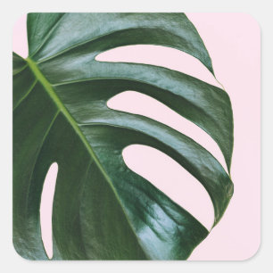 Monstera Tropical Leaf Quadratischer Aufkleber