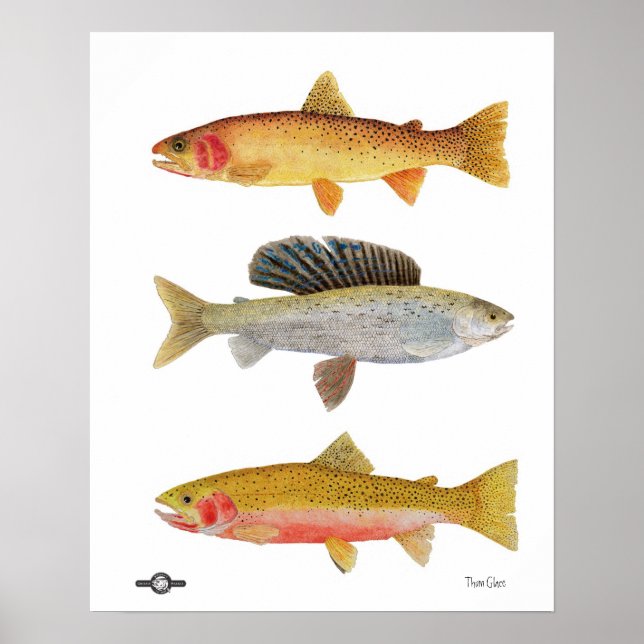 Montana Beauties Poster (Vorne)