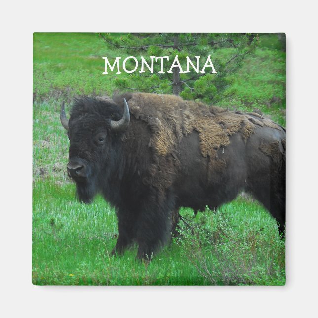 Montana Bison Magnet (Vorne)