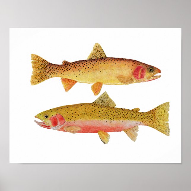 Montana Cuthroats Poster (Vorne)