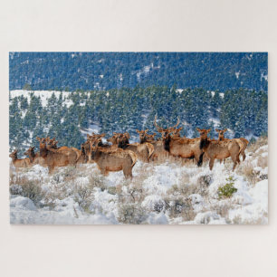 Montana Elk Herd Puzzle