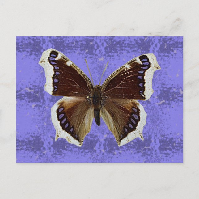 Montana-Trauer-Mantel-Schmetterling Postkarte (Vorderseite)