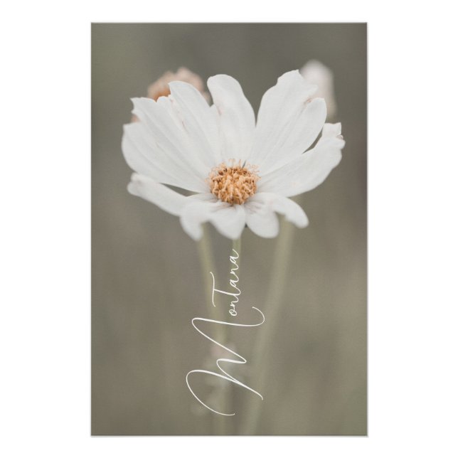Montana White Wildblume Poster (Vorderseite)
