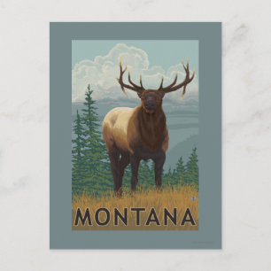 MontanaElk Scene Postkarte
