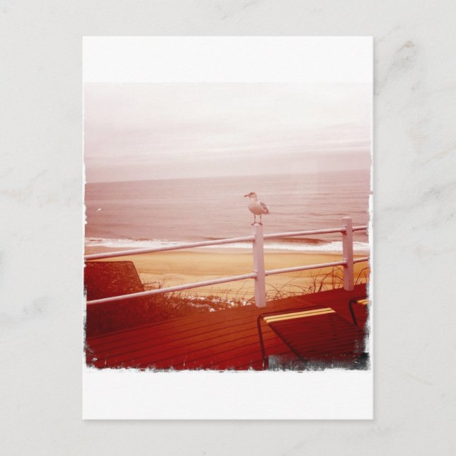 Montauk Seagull Liebe 3.0 Postkarte (Vorderseite)