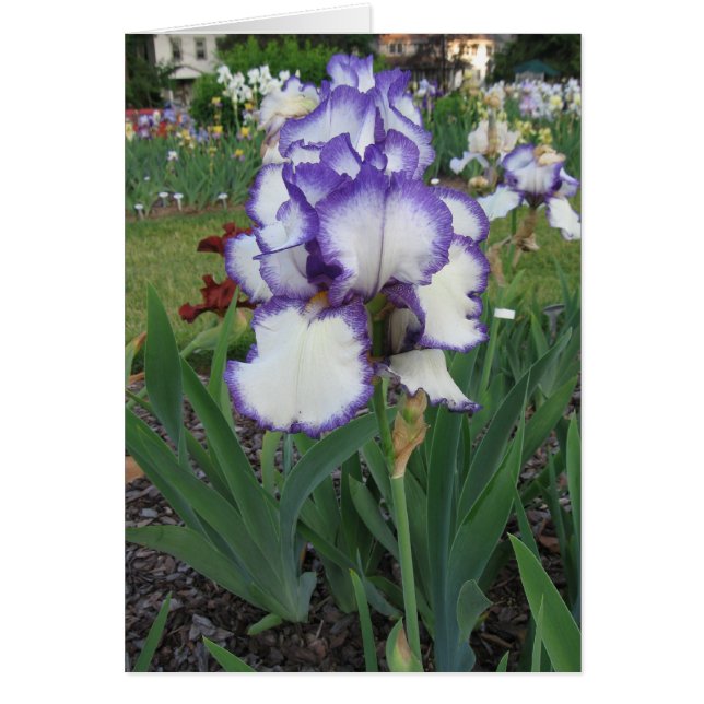 Montclair Iris (Vorne)