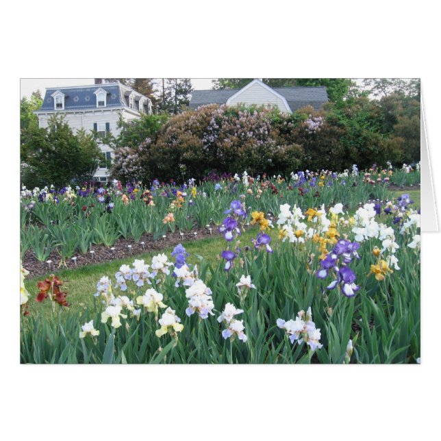 Montclair Irises (Vorderseite (Horizontal))