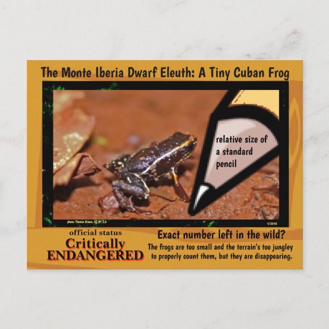Monte Iberia Eleuth - ein gefährdeter Regenfrosch  Postkarte (Vorderseite)