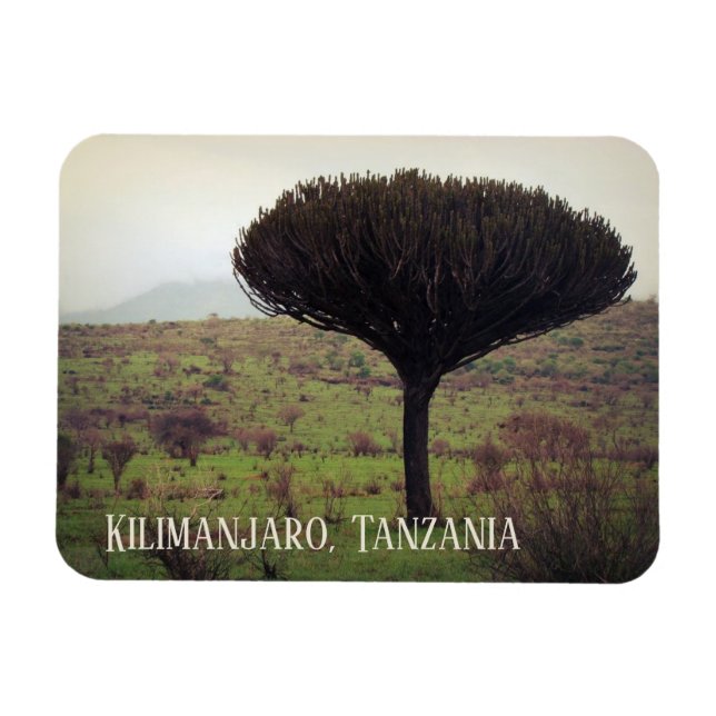 Monte Kilimanjaro, Candelabra Tree Magnet (Horizontal)