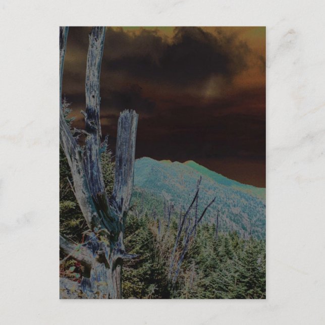 Monte Mitchell, North Carolina Postkarte (Vorderseite)