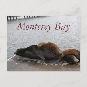 Monterey Bay - Sea Lions Postkarte