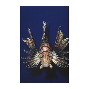Monterey-Bucht-Aquarium, Lionfish Leinwanddruck