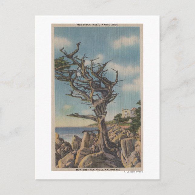Monterey, CA - Alte Hexenbaum auf 17 Mile Postkarte (Vorderseite)