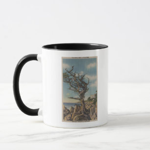 Monterey, CA - Alte Hexenbaum auf 17 Mile Tasse