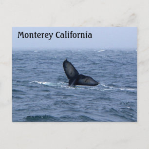 Monterey California Whale Schwanz Postcard Postkarte