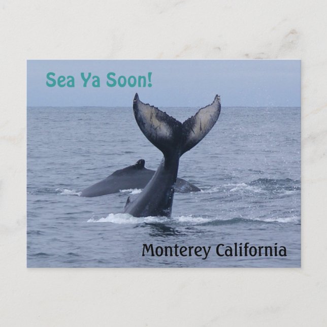 Monterey California Whale Schwanz Postcard Postkarte (Vorderseite)