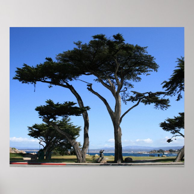 Monterey Cypress Tree, Coastline Foto Poster (Vorne)