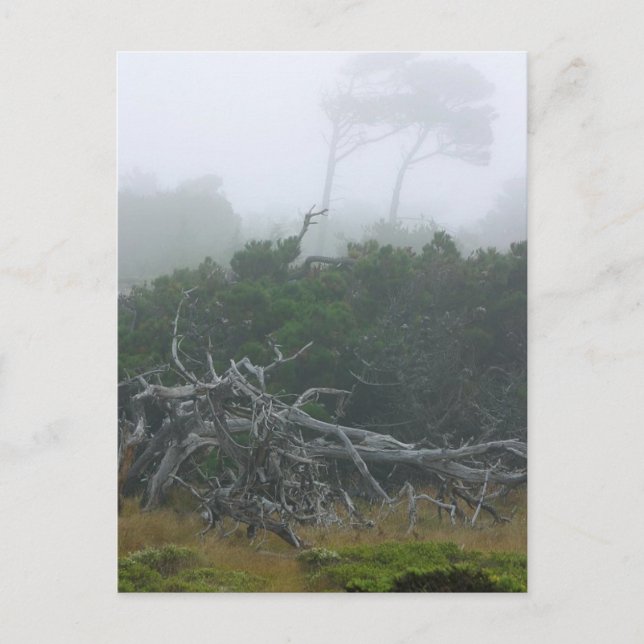 Monterey Fog Postkarte (Vorderseite)
