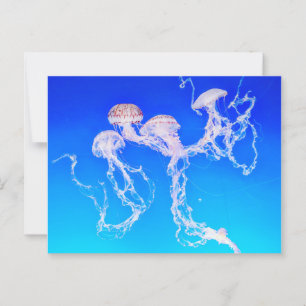Monterey Jellyfish Postkarte
