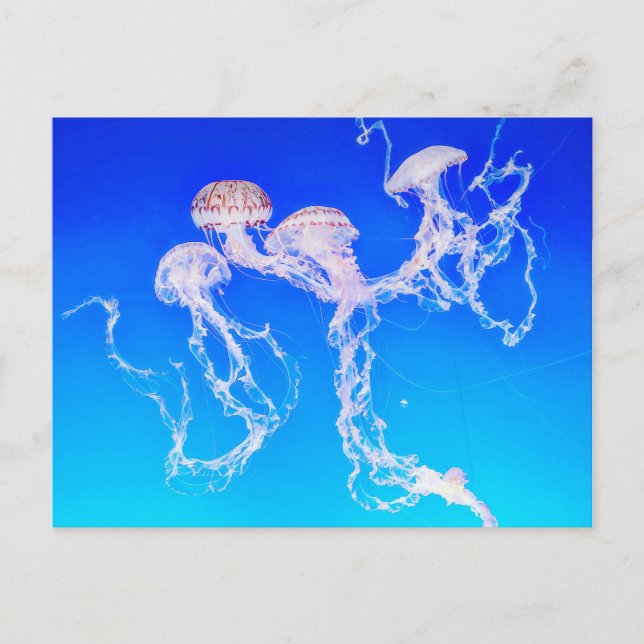 Monterey Jellyfish Postkarte (Vorderseite)