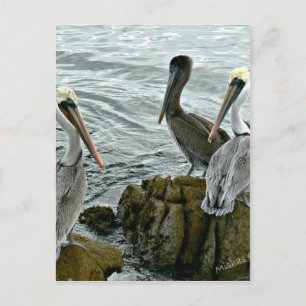 Monterey-Pelikane Postkarte