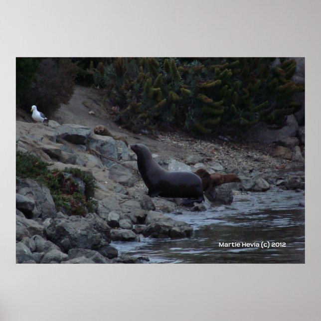 Monterey Watering Hole Poster (Vorne)