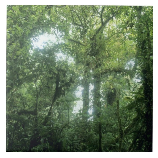 Monteverde Cloud Forest, Costa Rica. Fliese (Vorderseite)