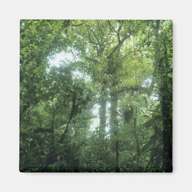 Monteverde Cloud Forest, Costa Rica. Magnet (Vorne)