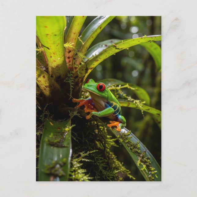 Monteverde Cloud Forest Red mit Augen Treefrog Postkarte (Vorderseite)