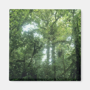 Monteverde-Nebelwald, Costa Rica. Magnet