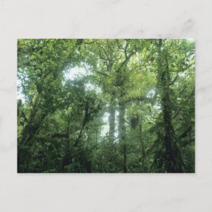 Monteverde-Nebelwald, Costa Rica. Postkarte