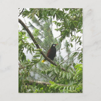 Montezuma Oropendola Postkarte