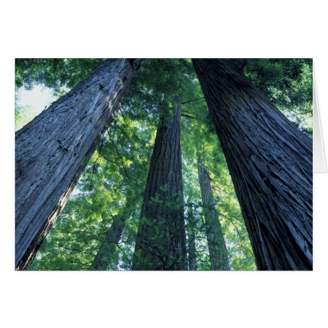 Montgomery Woods Staat Reserve, Kalifornien. (Vorderseite (Horizontal))