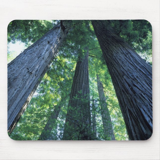 Montgomery Woods Staat Reserve, Kalifornien. Mousepad (Vorne)