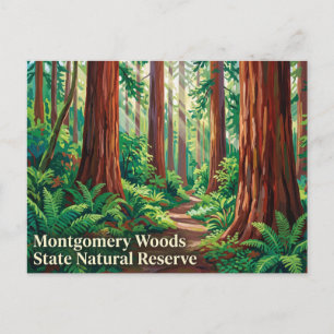 Montgomery Woods State Natural Reserve Kalifornien Postkarte