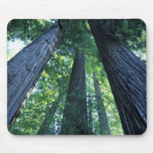 Montgomery Woods State Reserve, Kalifornien. Mousepad