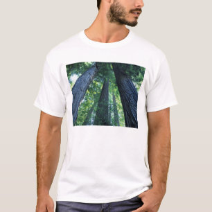 Montgomery Woods State Reserve, Kalifornien. T-Shirt