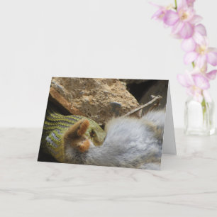 Montpellier Schlangenfest auf Kaninchenkarte Karte