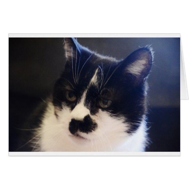 Monty Cat (Vorderseite (Horizontal))